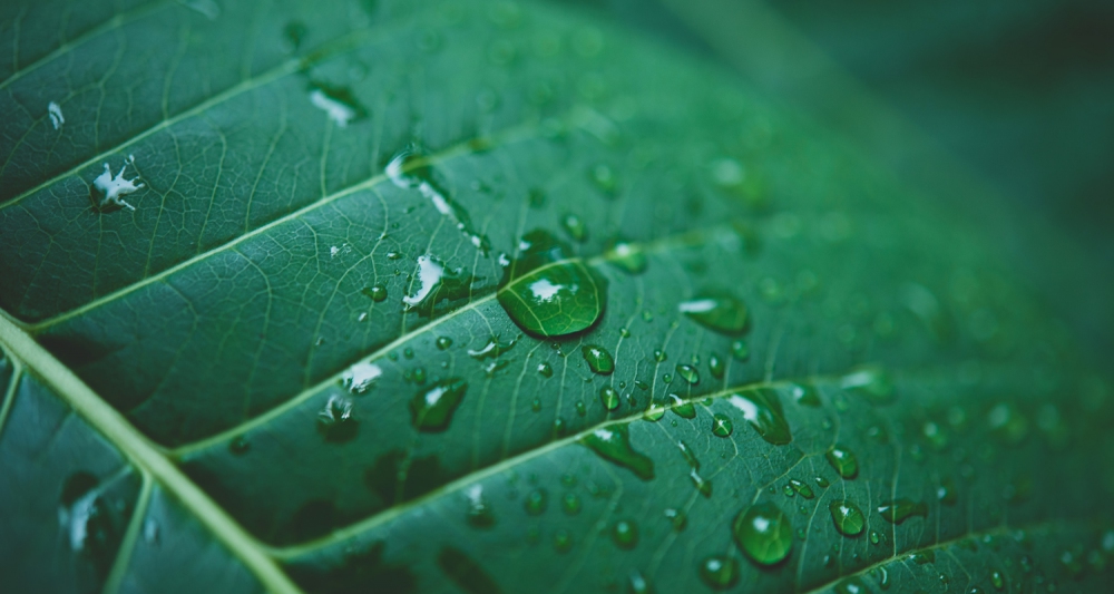 Yağmur Bahçesi (Rain Garden)nin Önemi
